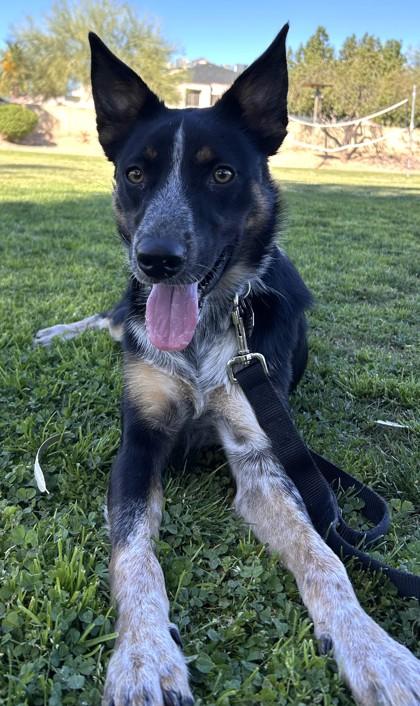 Malcolm, a Adoptable mixed breed in Phoenix, AZ image 1/3
