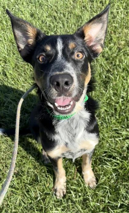 Malcolm, a Adoptable mixed breed in Phoenix, AZ image 1/3