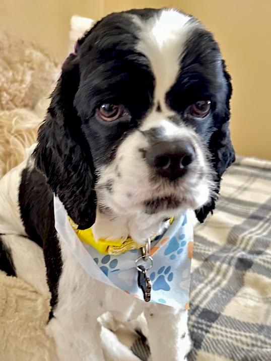 Enlarge Bluey, a Adoptable Cocker Spaniel in South San Francisco, CA image 4/5