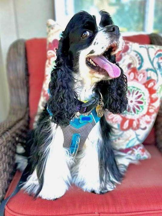 Enlarge Bluey, a Adoptable Cocker Spaniel in South San Francisco, CA image 3/5