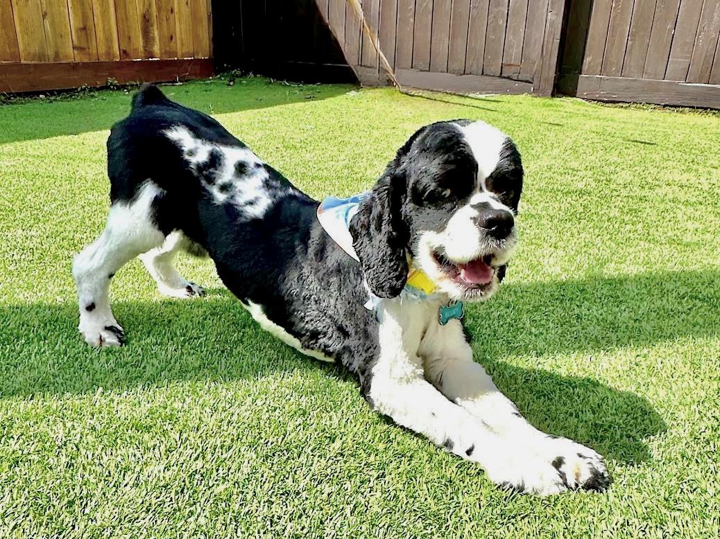 Enlarge Bluey, a Adoptable Cocker Spaniel in South San Francisco, CA image 2/5