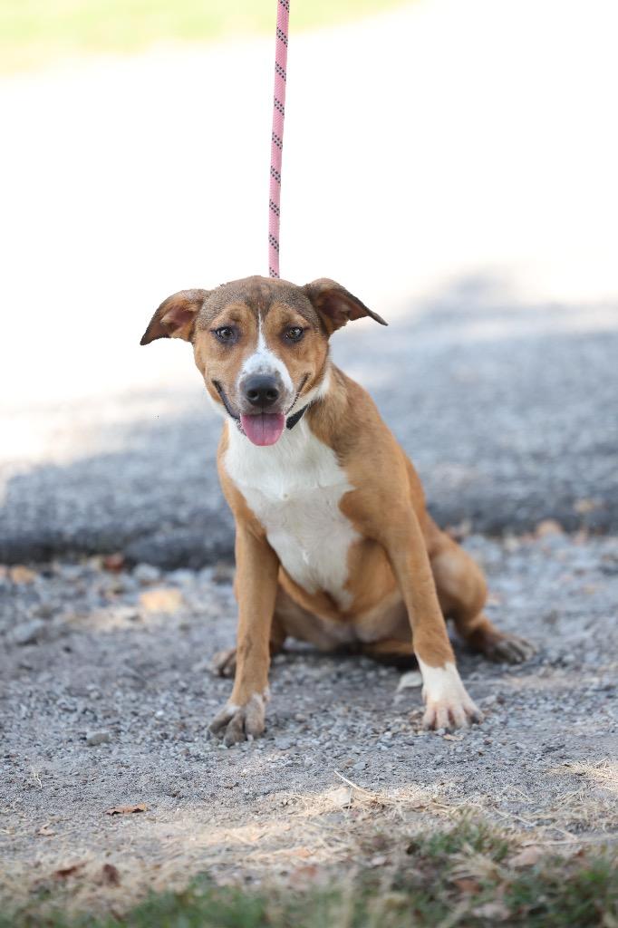 Natasha, Adoptable, Puppy Female Terrier & Mixed Breed.