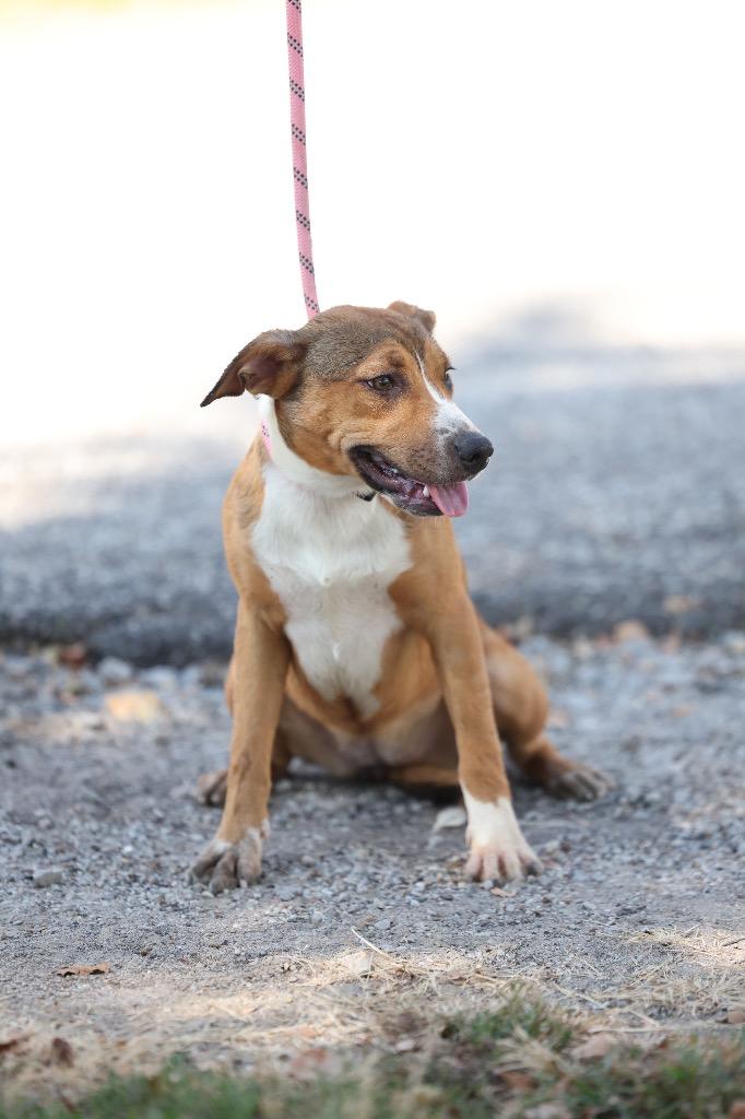Enlarge Natasha, a Adoptable mixed breed in Dyersburg, TN image 2/3