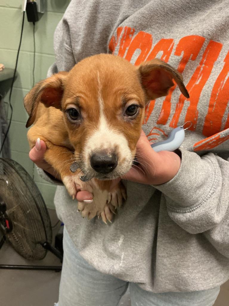 Natasha, Adoptable, Puppy Female Boxer & Pit Bull Terrier.
