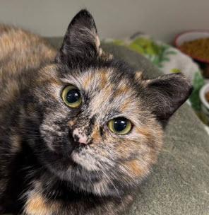 Katie Cutoff - adopt with Cedar, Adoptable, Young Female Domestic Short Hair & Domestic Short Hair.