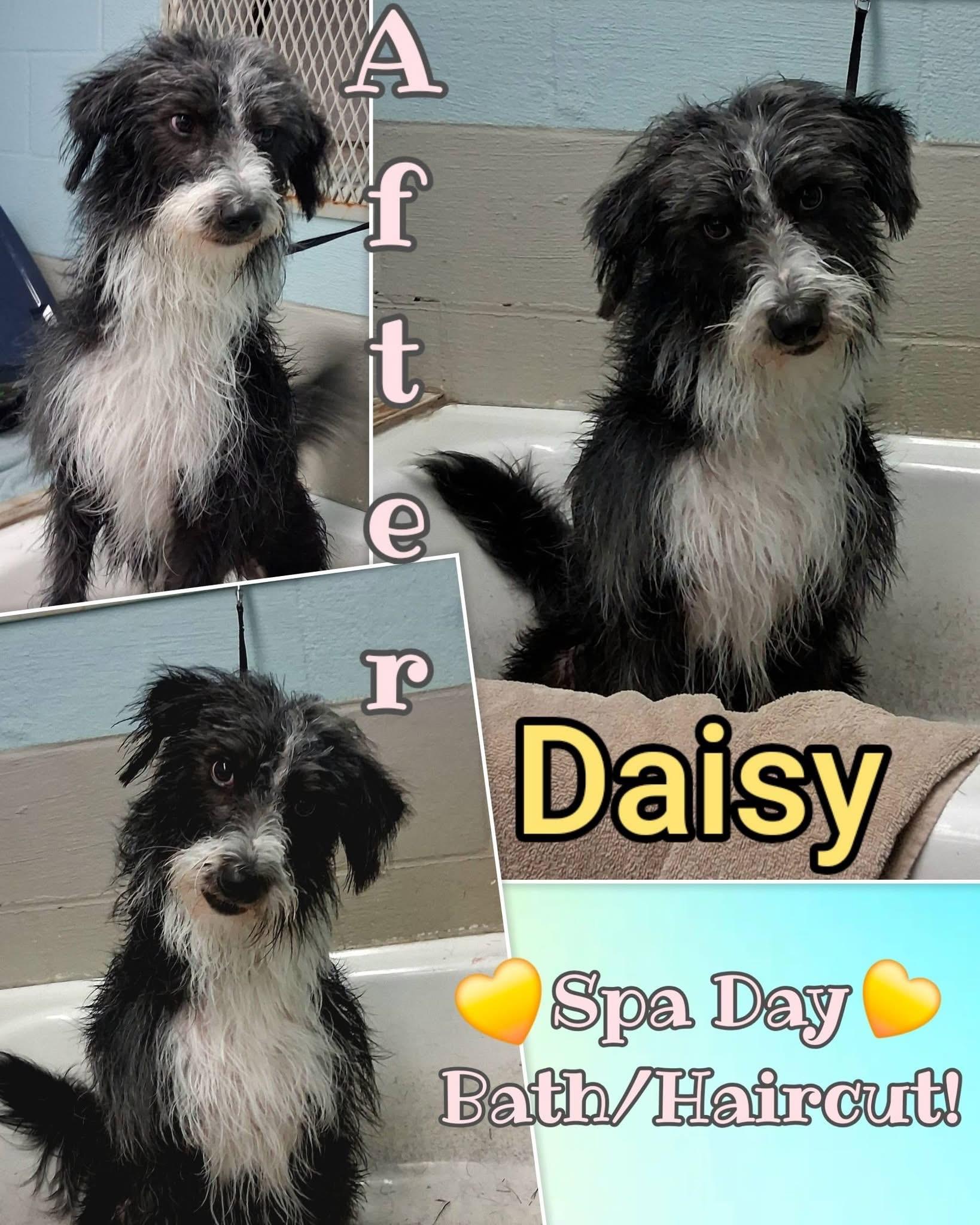 DAISY, an adopted mixed breed in Cadillac, MI image 1/4