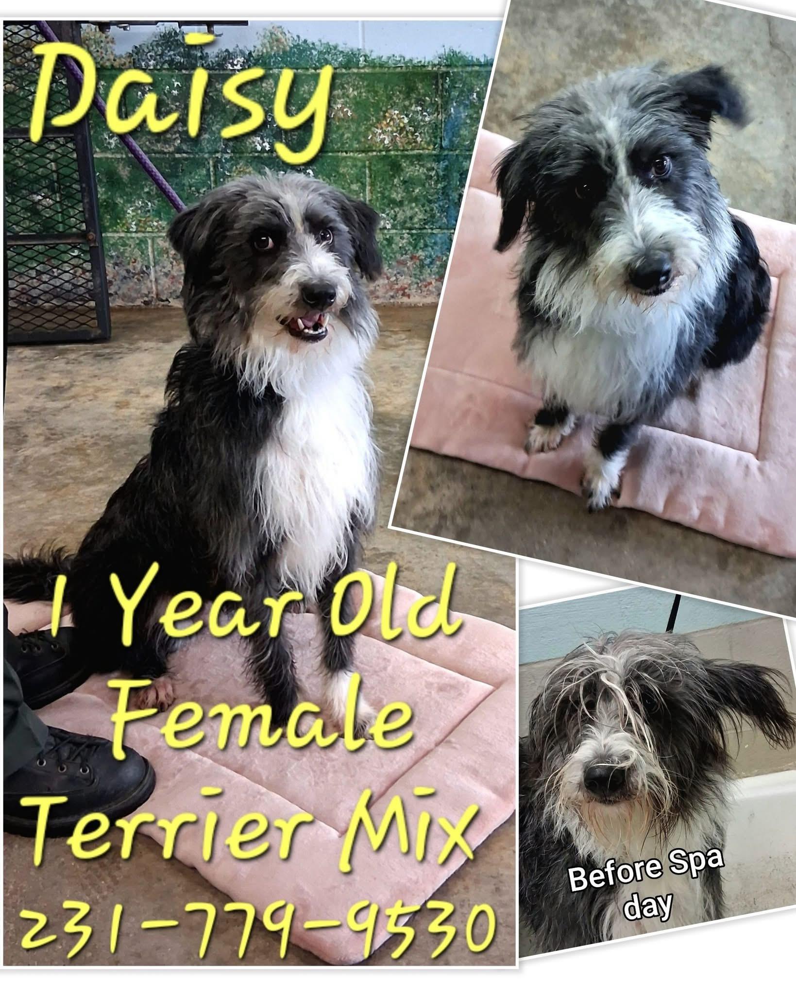 DAISY, an adopted mixed breed in Cadillac, MI image 4/4