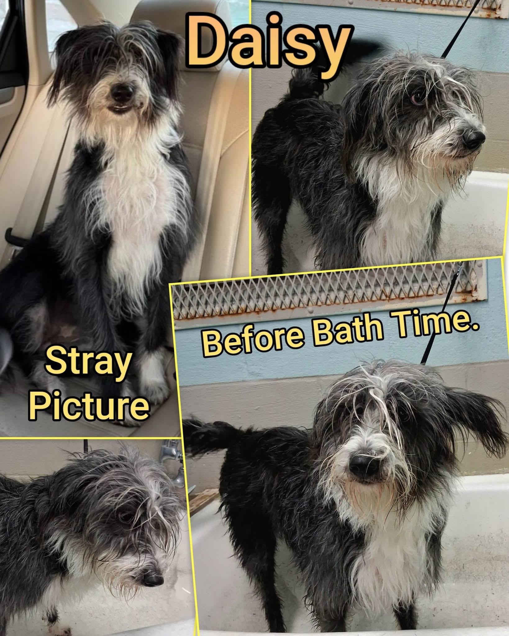 DAISY, an adopted mixed breed in Cadillac, MI image 3/4