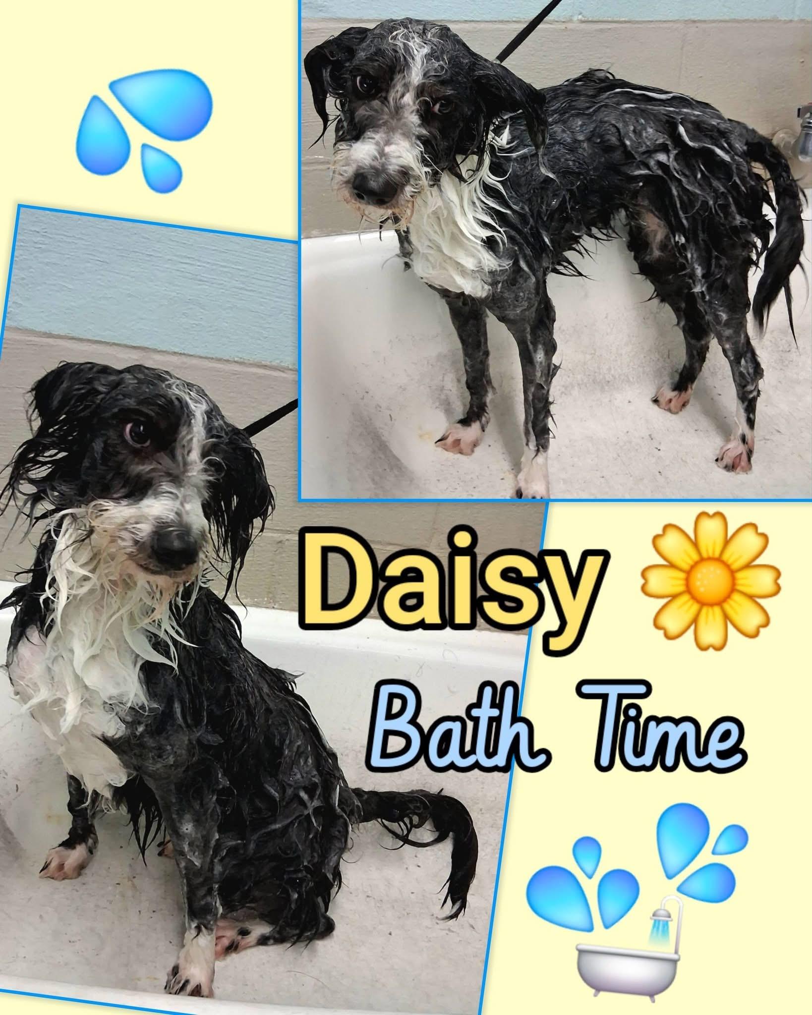 DAISY, an adopted mixed breed in Cadillac, MI image 2/4