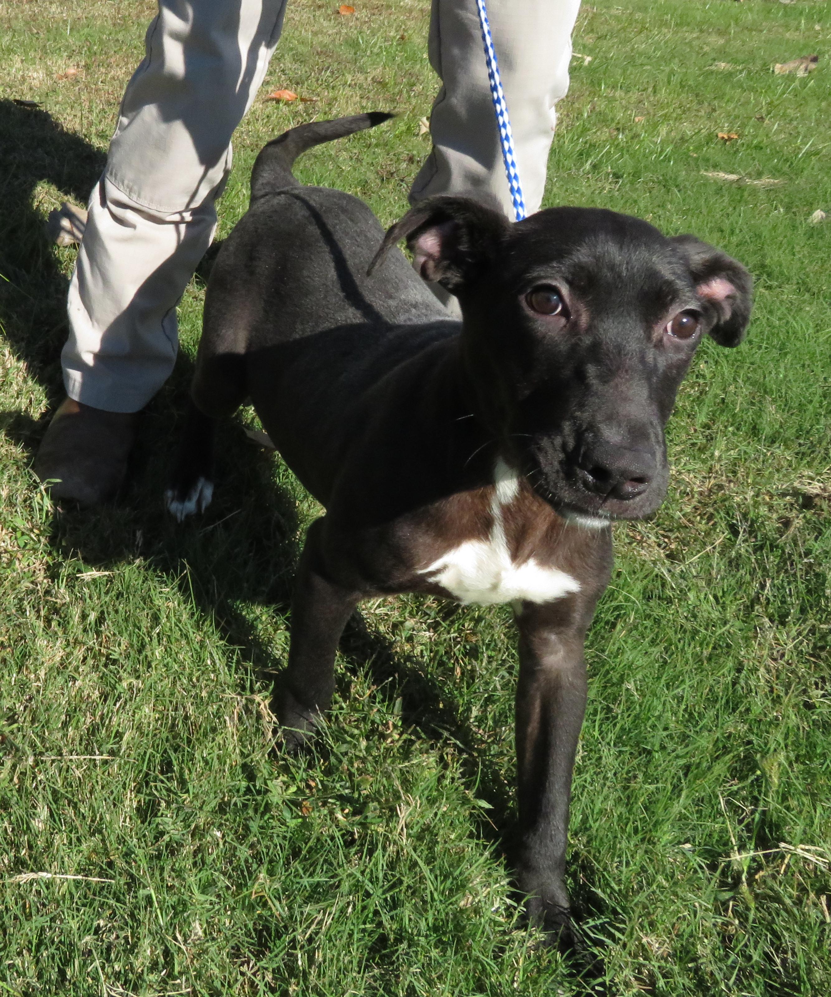 Zappa, a Adoptable mixed breed in Nesbit, MS image 1/4
