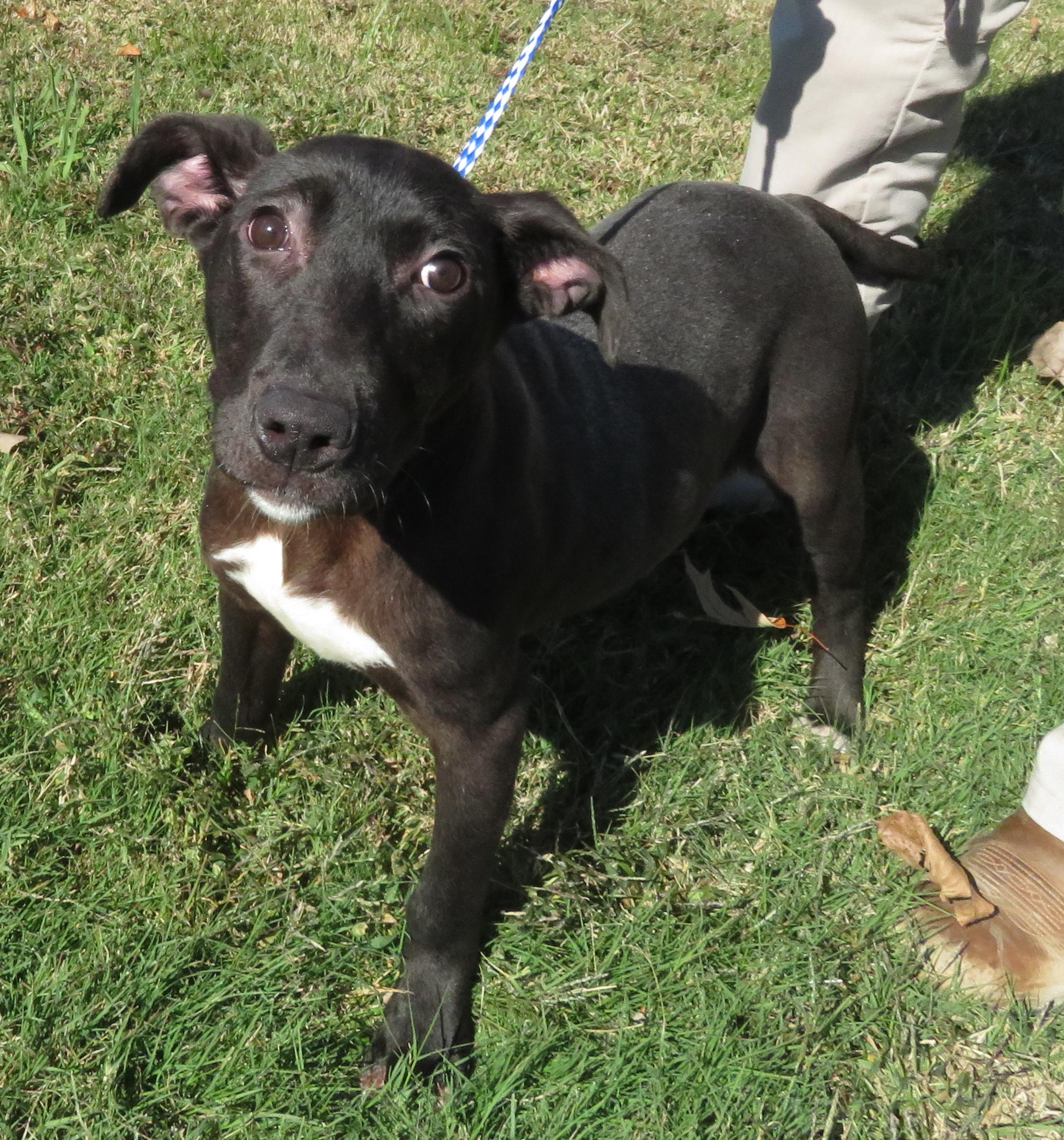 Zappa, Adoptable, Puppy Male Labrador Retriever & Terrier.