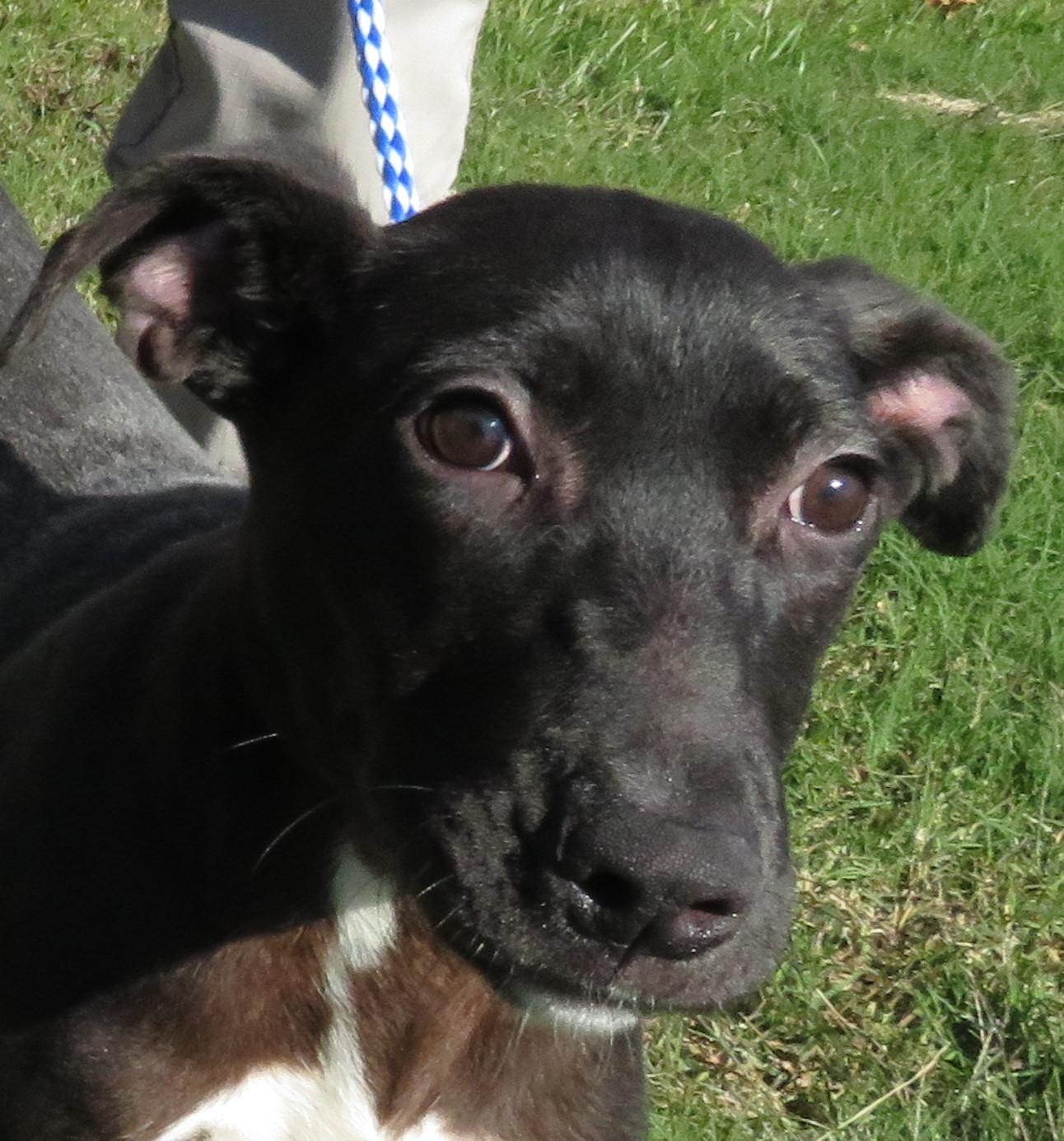 Zappa, a Adoptable mixed breed in Nesbit, MS image 3/4