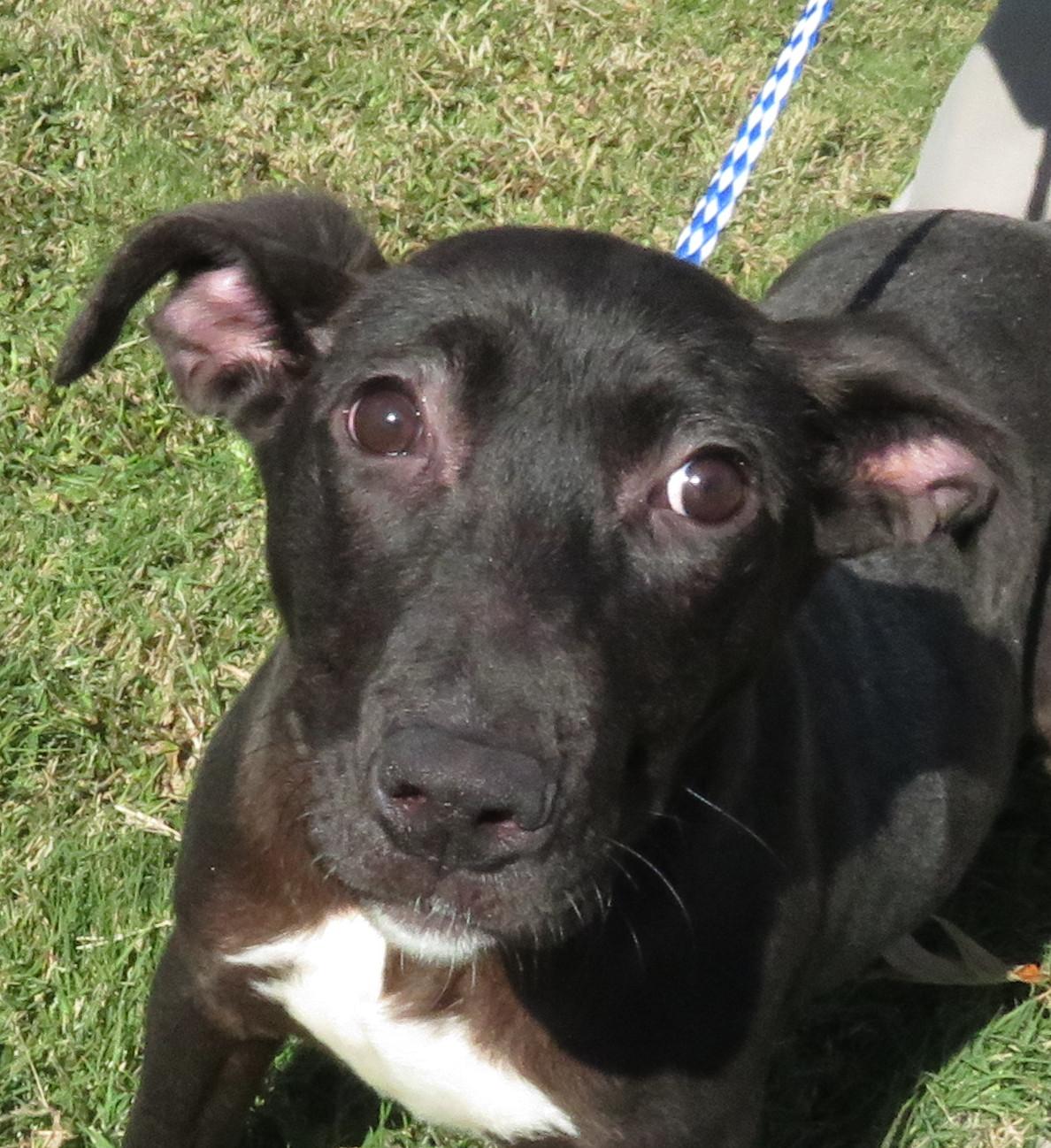 Zappa, a Adoptable mixed breed in Nesbit, MS image 4/4