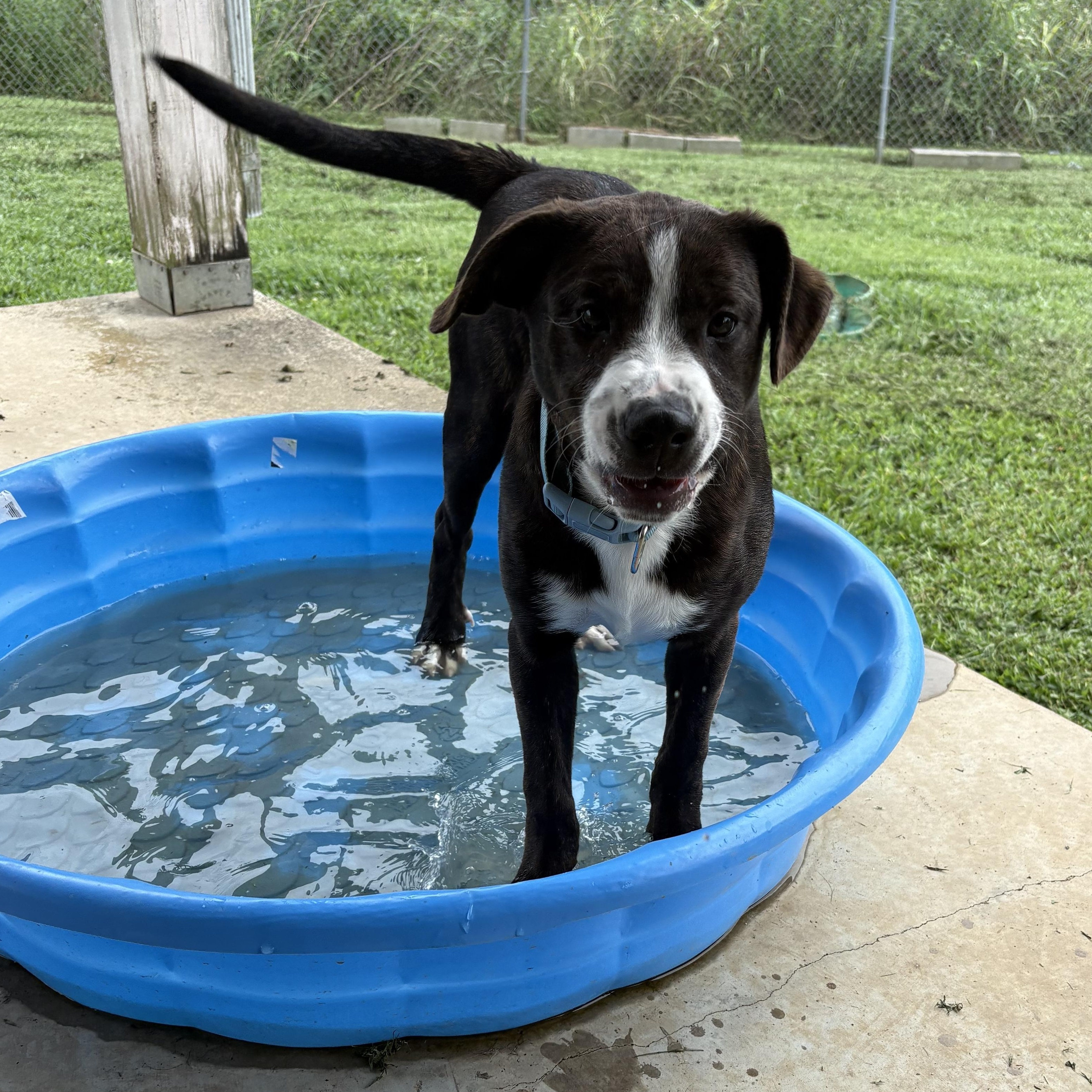 Enlarge Smith, a ADOPTABLE mixed breed in Bardstown, KY image 5/6