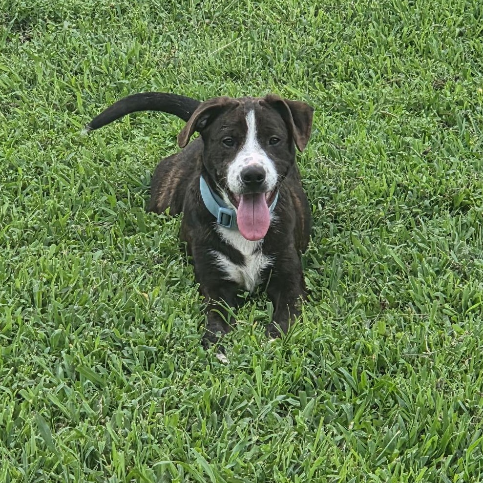 Enlarge Smith, a ADOPTABLE mixed breed in Bardstown, KY image 2/6