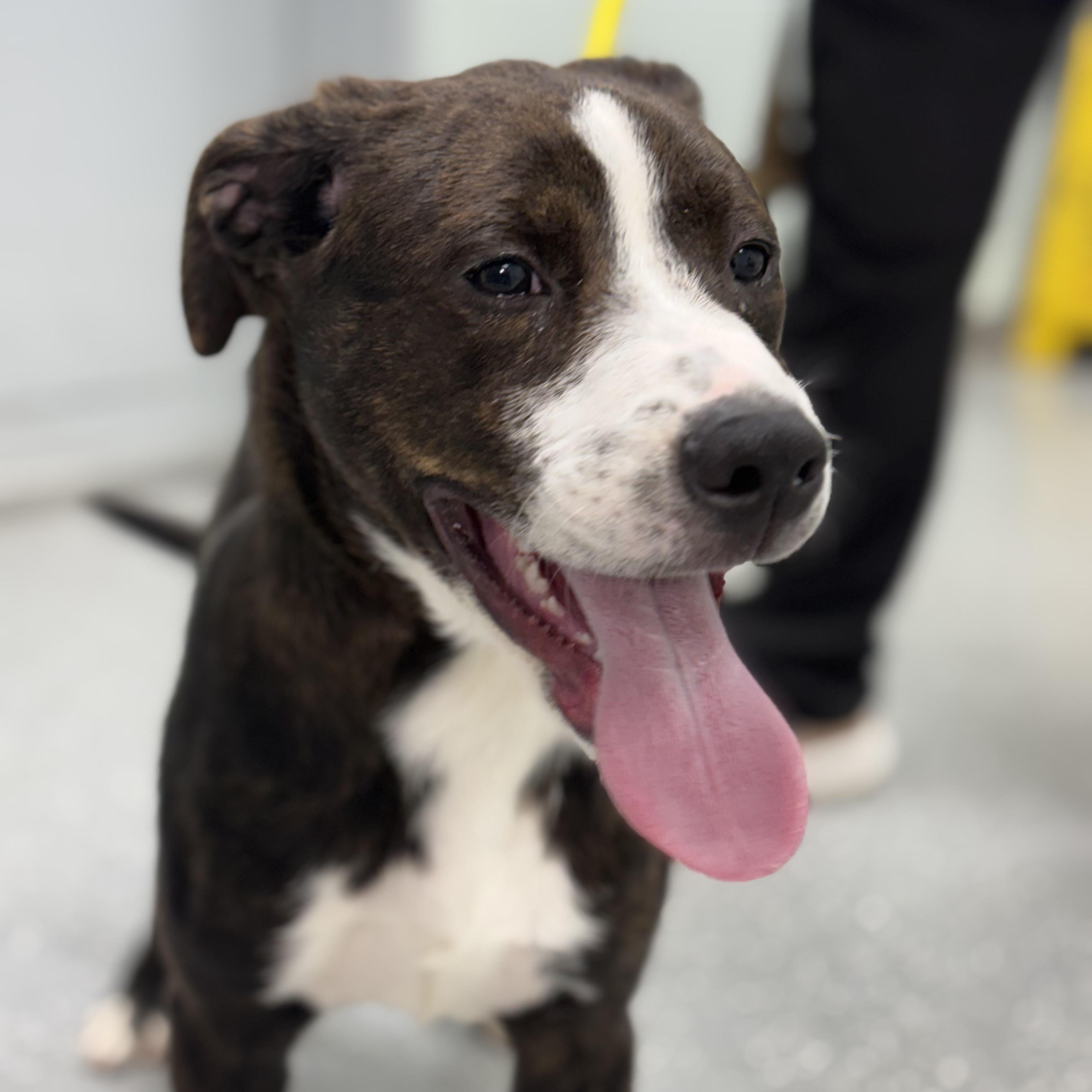 Enlarge Smith, a ADOPTABLE mixed breed in Bardstown, KY image 3/6