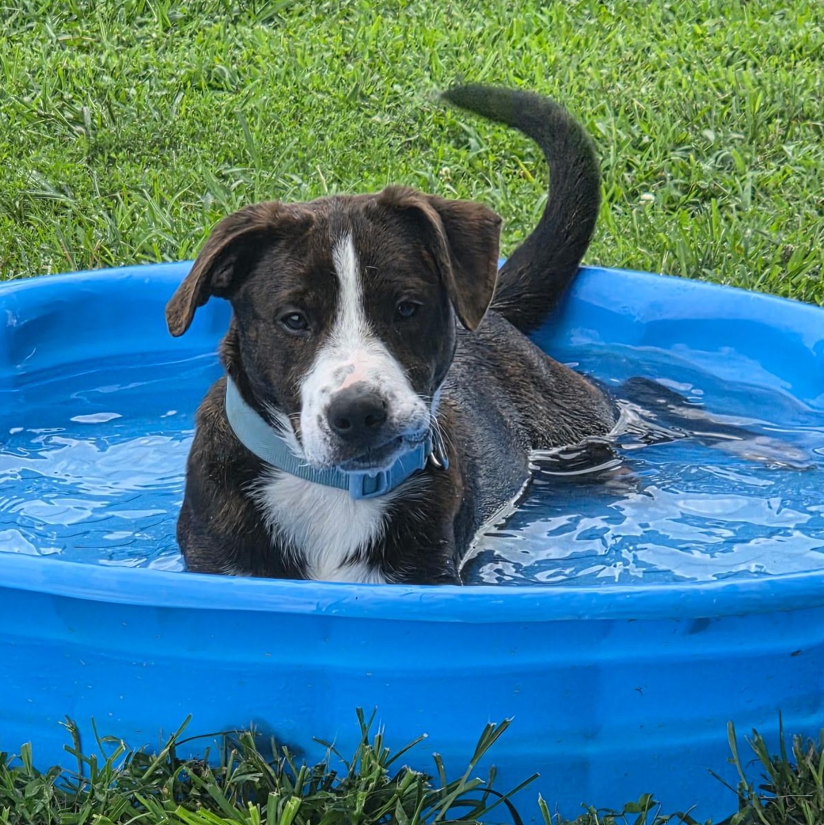 Smith, ADOPTABLE, Puppy Male Mountain Cur.