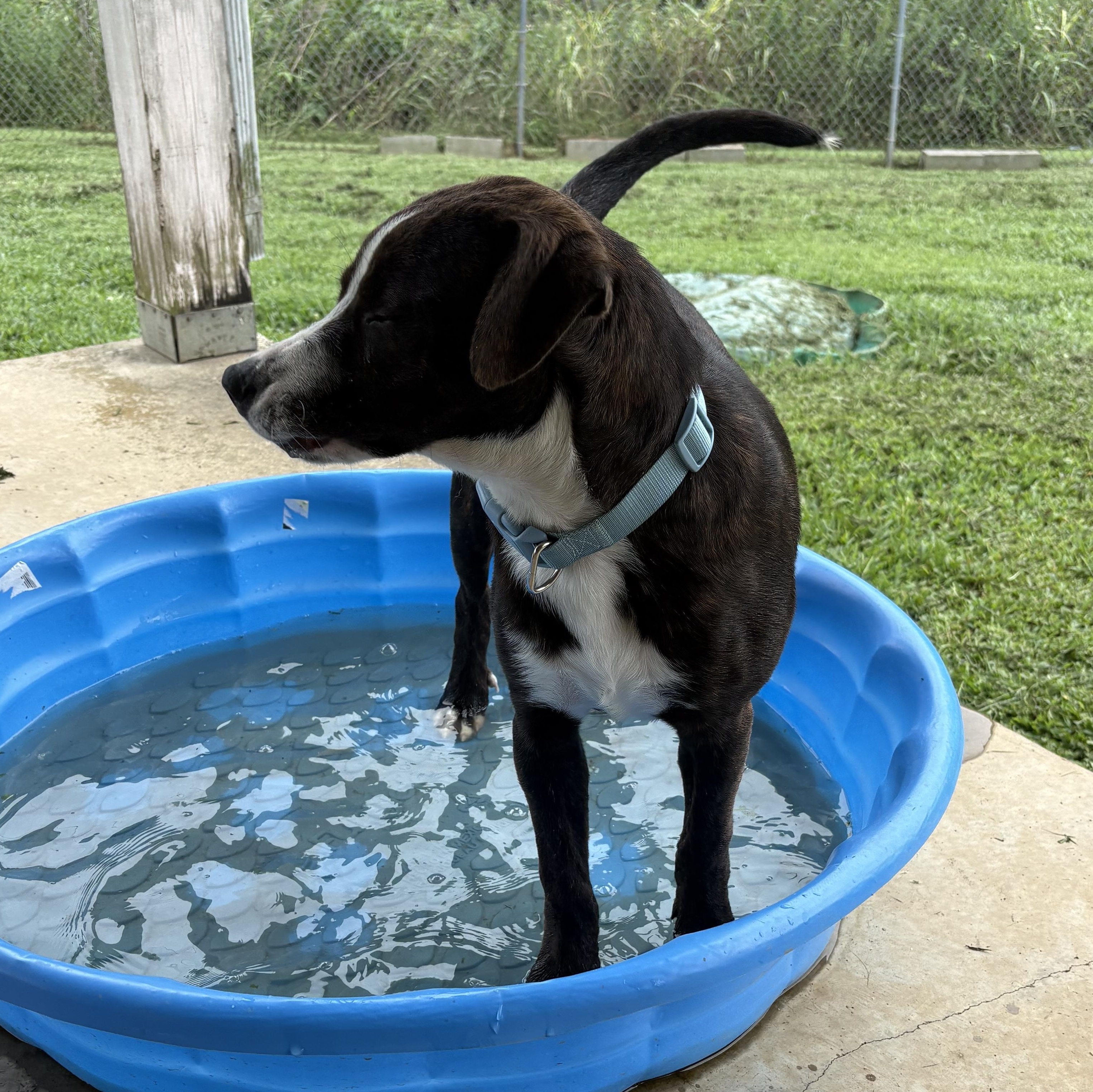 Enlarge Smith, a ADOPTABLE mixed breed in Bardstown, KY image 6/6
