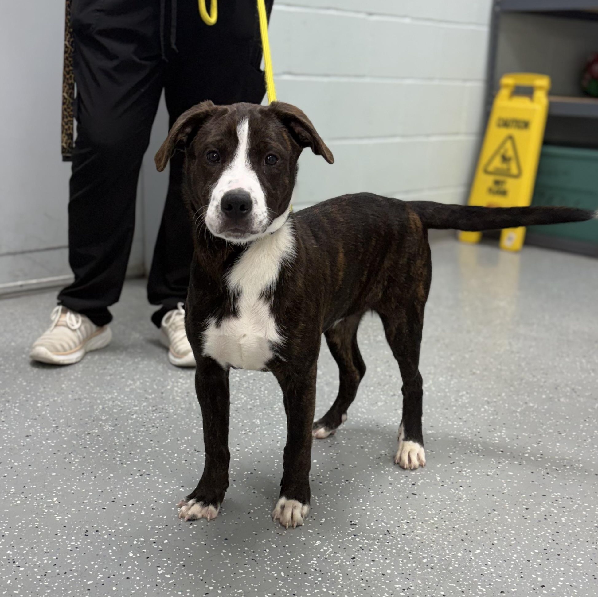 Enlarge Smith, a ADOPTABLE mixed breed in Bardstown, KY image 4/6