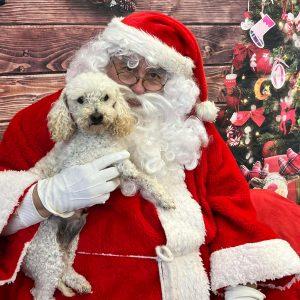 Benito, an adoptable mixed breed in King City, ON image 3/6