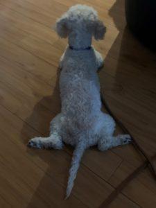 Benito, an adoptable mixed breed in King City, ON image 6/6