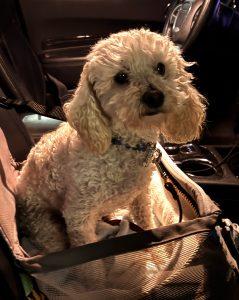 Benito, an adoptable mixed breed in King City, ON image 1/6