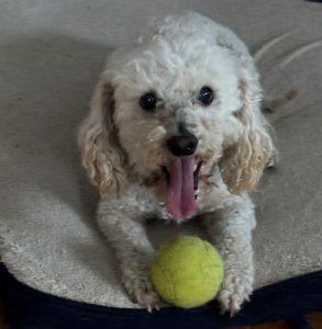 Benito, an adoptable mixed breed in King City, ON image 2/6