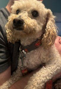 Benito, an adoptable mixed breed in King City, ON image 4/6