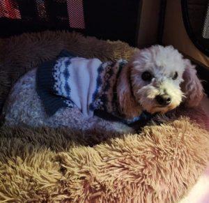 Benito, an adoptable mixed breed in King City, ON image 5/6