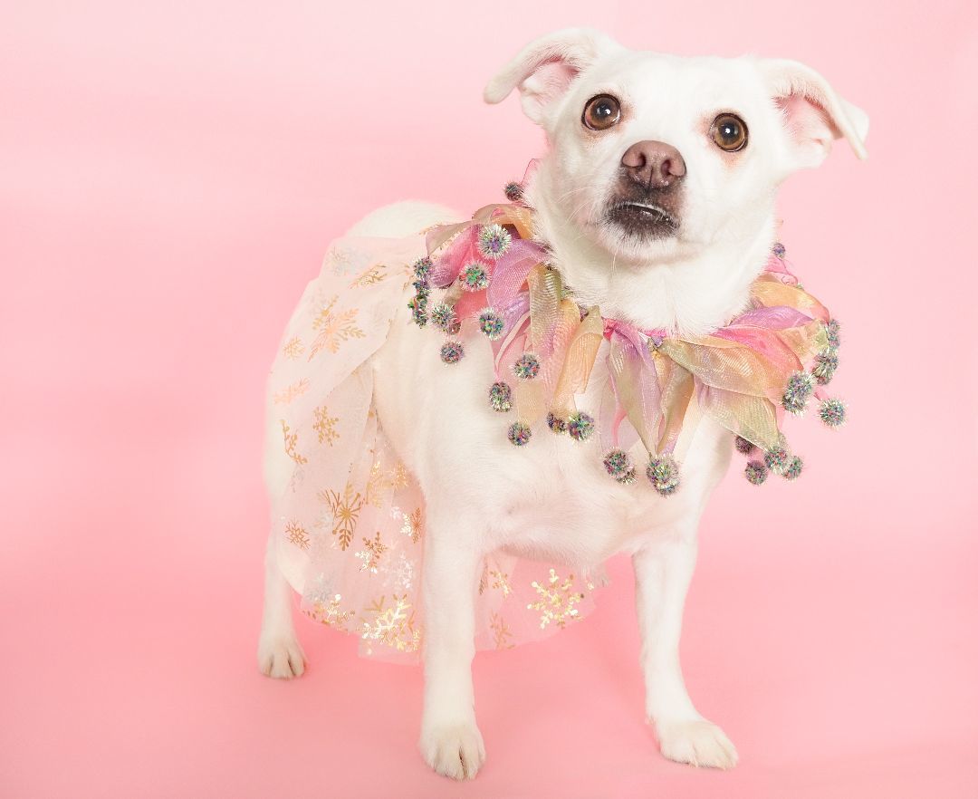 Enlarge Harley, a Adopted mixed breed in PHOENIX, AZ image 1/4