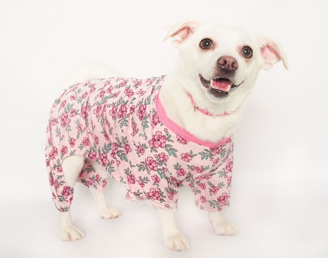 Enlarge Harley, a Adopted mixed breed in PHOENIX, AZ image 2/4