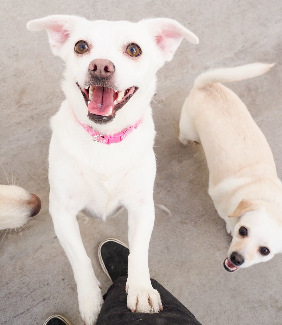 Enlarge Harley, a Adopted mixed breed in PHOENIX, AZ image 3/4