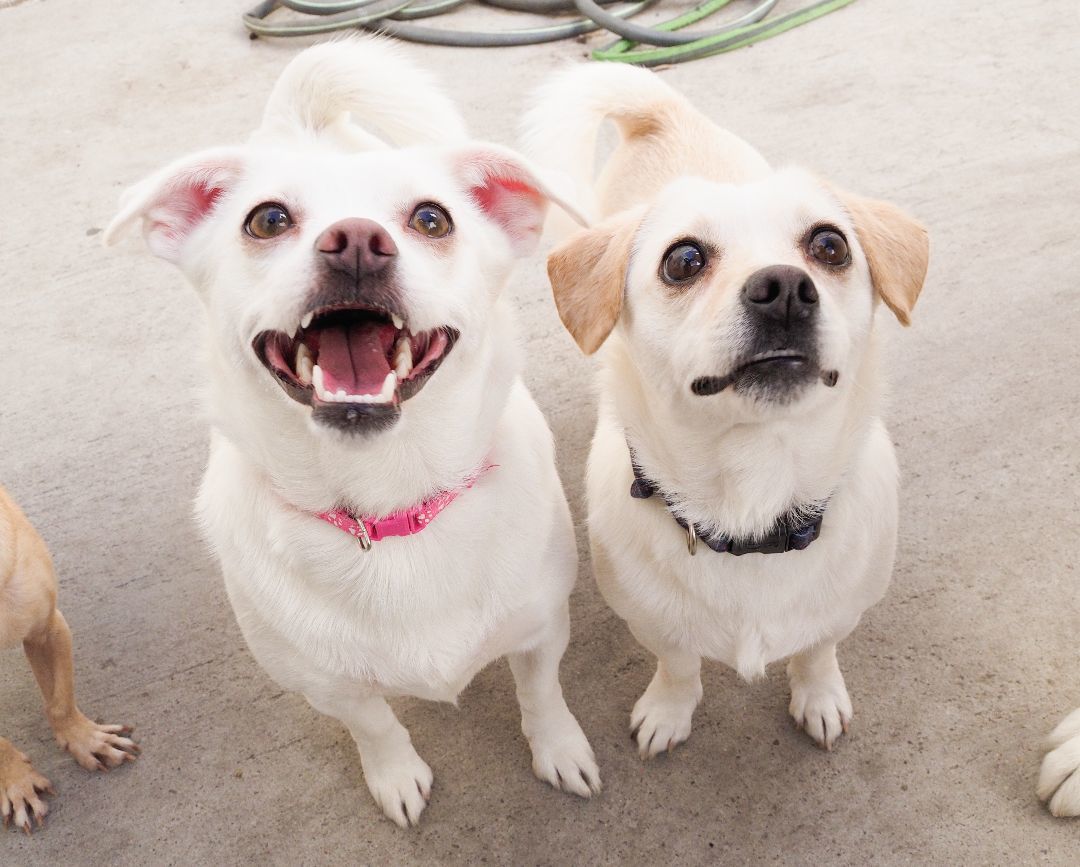 Enlarge Harley, a Adopted mixed breed in PHOENIX, AZ image 4/4