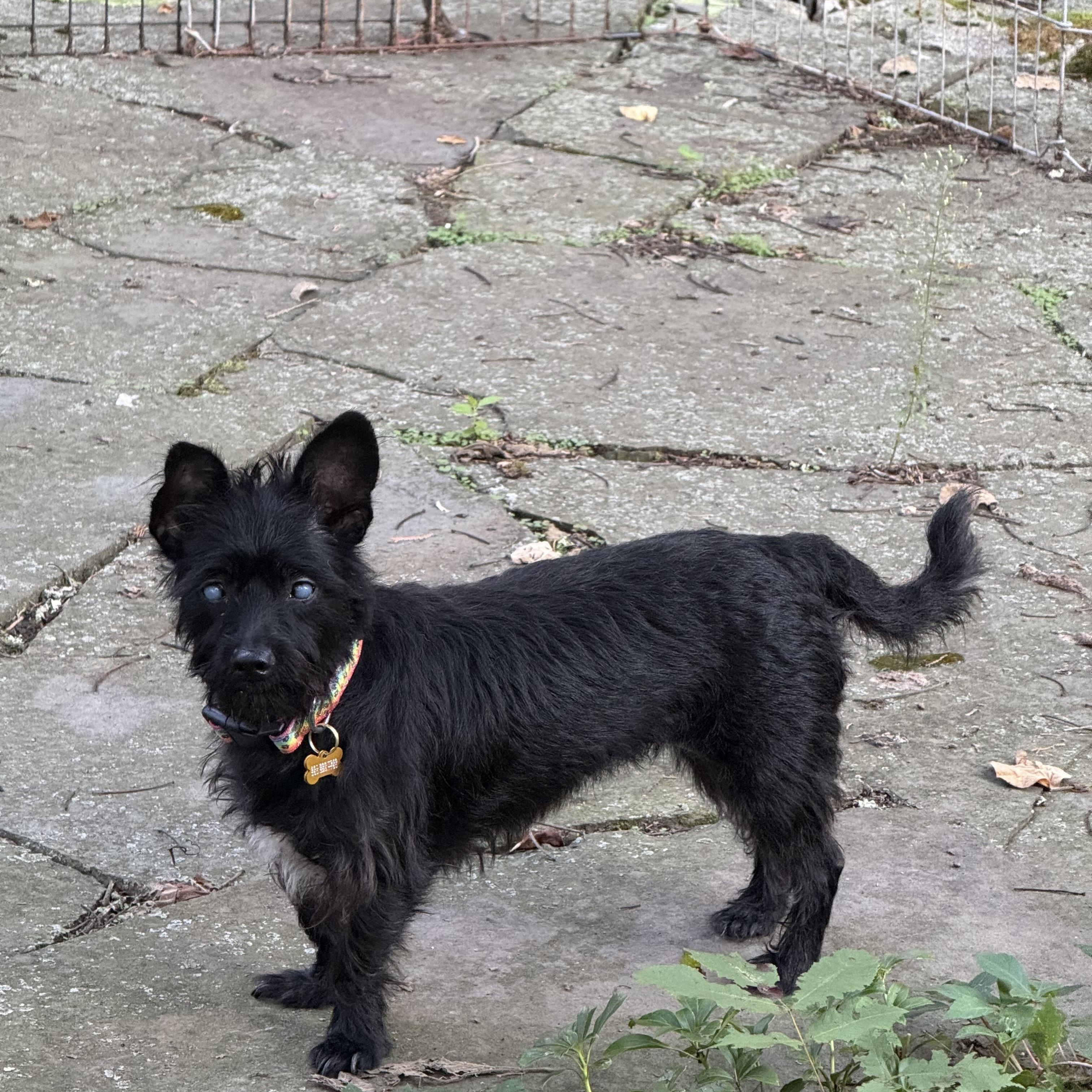 Enlarge Negra, a ADOPTABLE Miniature Schnauzer in Wingdale, NY image 1/2