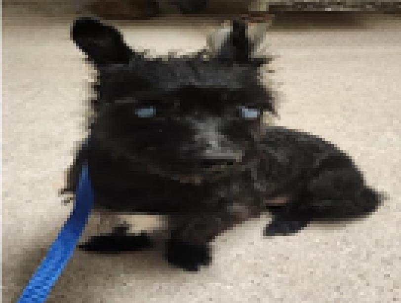 Enlarge Negra, a ADOPTABLE Miniature Schnauzer in Wingdale, NY image 2/2