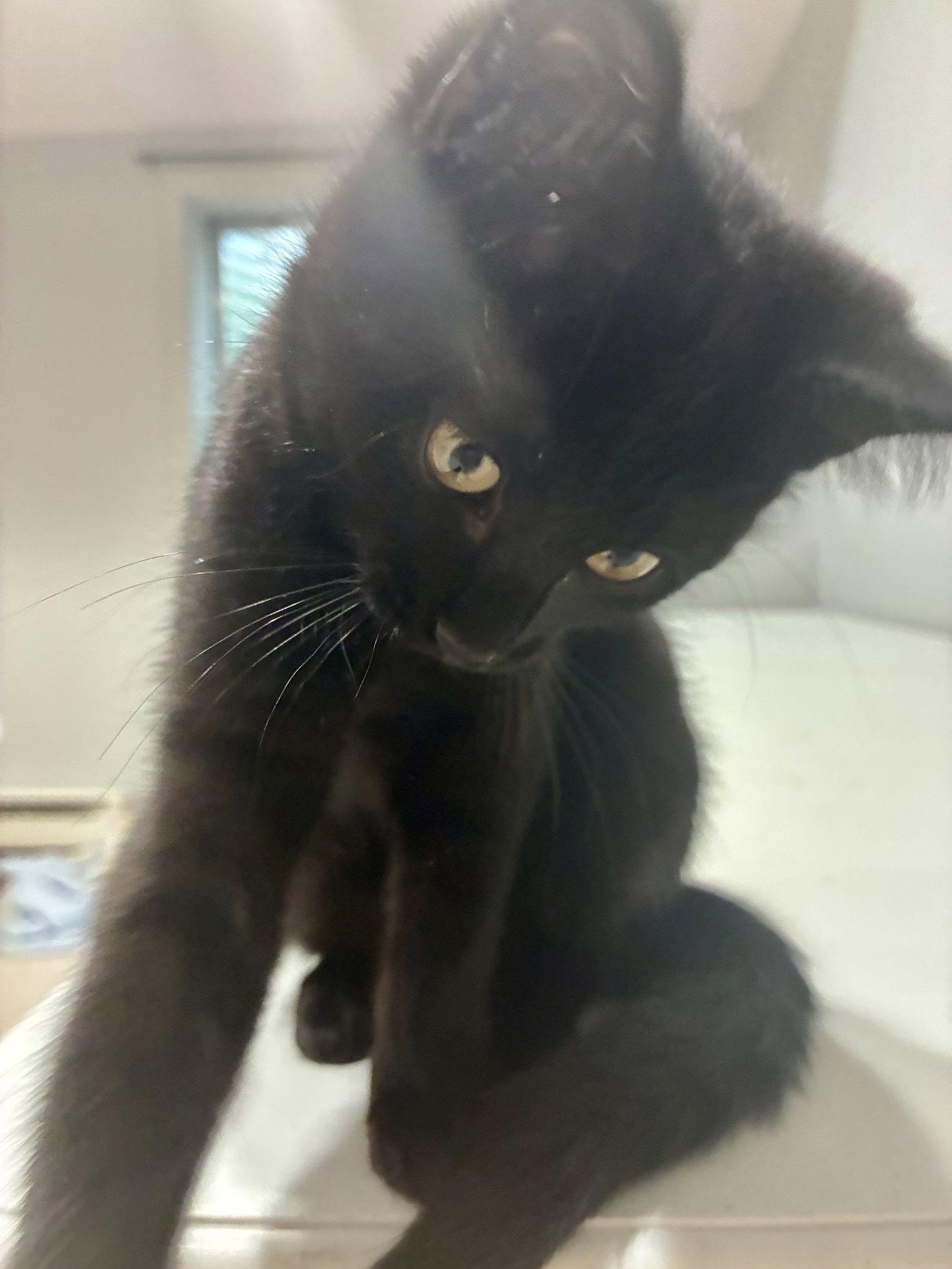 Enlarge CAT - Inky, a Adoptable Domestic Short Hair in GILBERTS, IL image 1/3