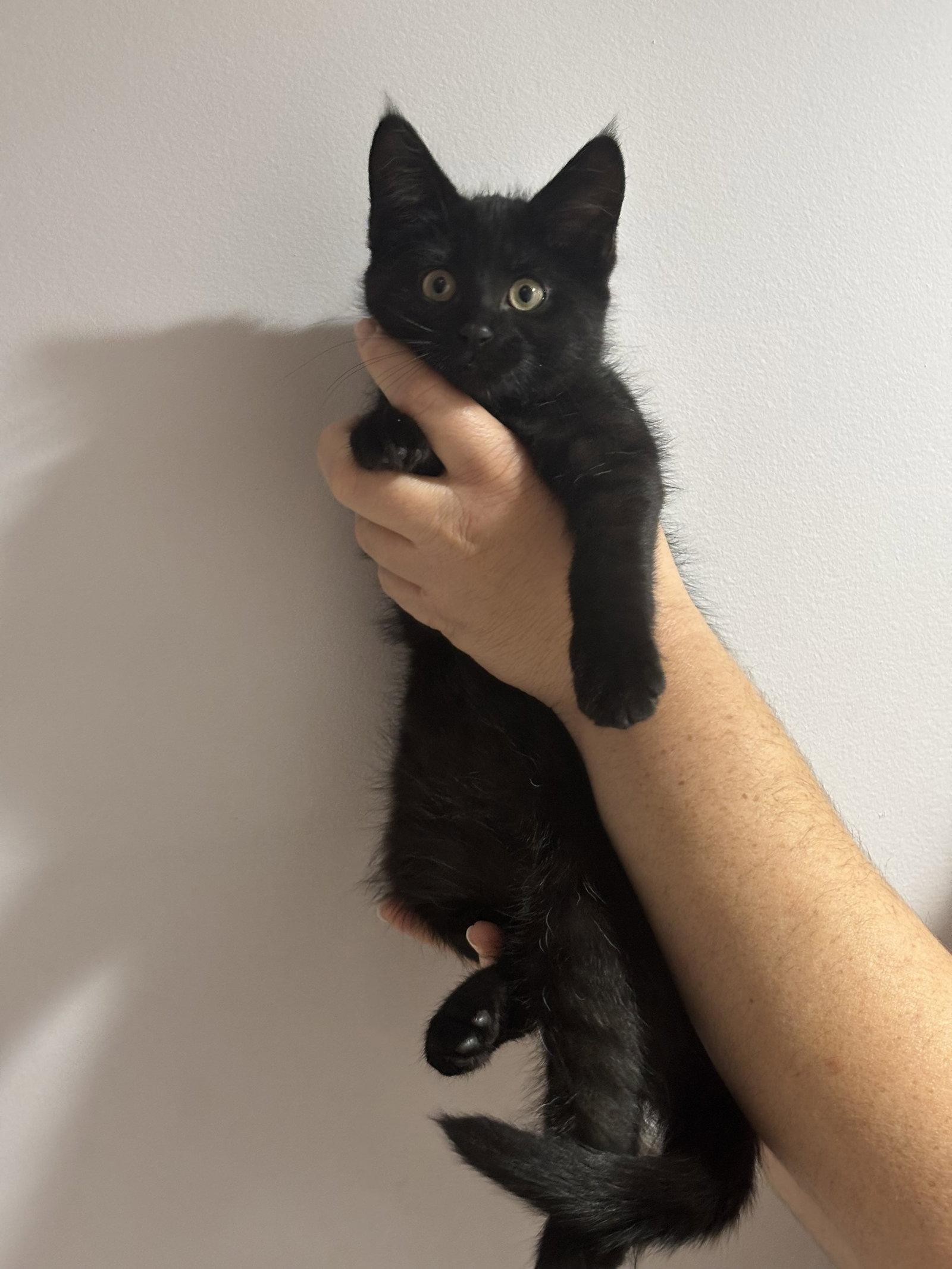 Enlarge CAT - Inky, a Adoptable Domestic Short Hair in GILBERTS, IL image 2/3