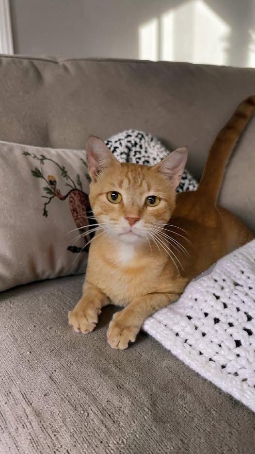Benny, a ADOPTABLE Domestic Short Hair in Reading, PA image 2/2