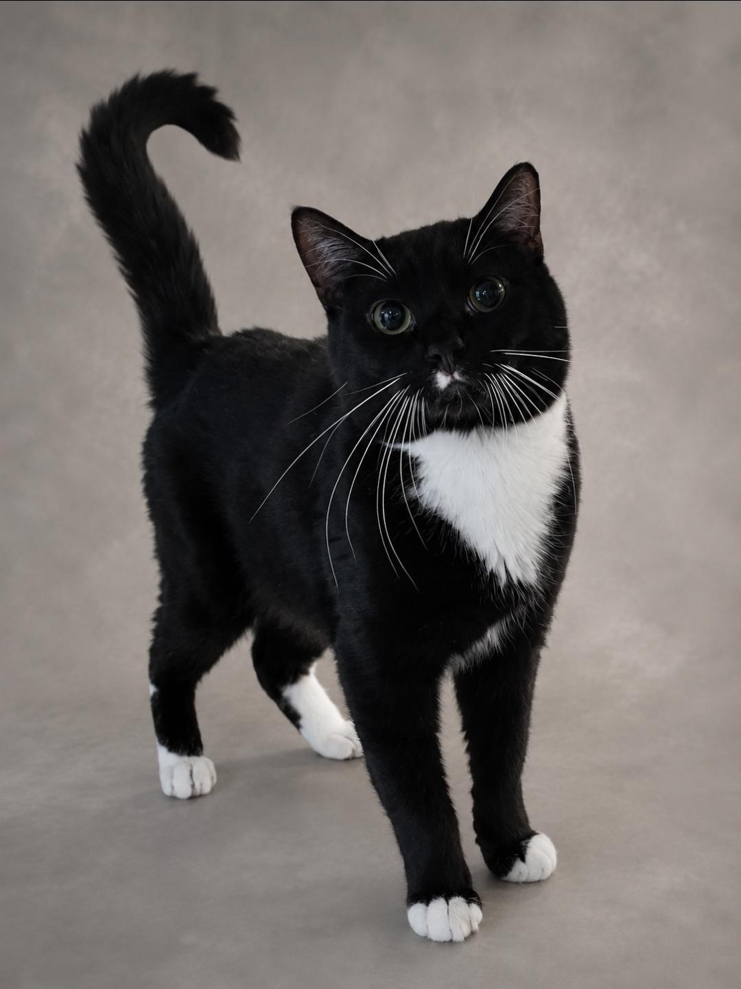 Neymar, Adoptable, Adult Male Tuxedo.