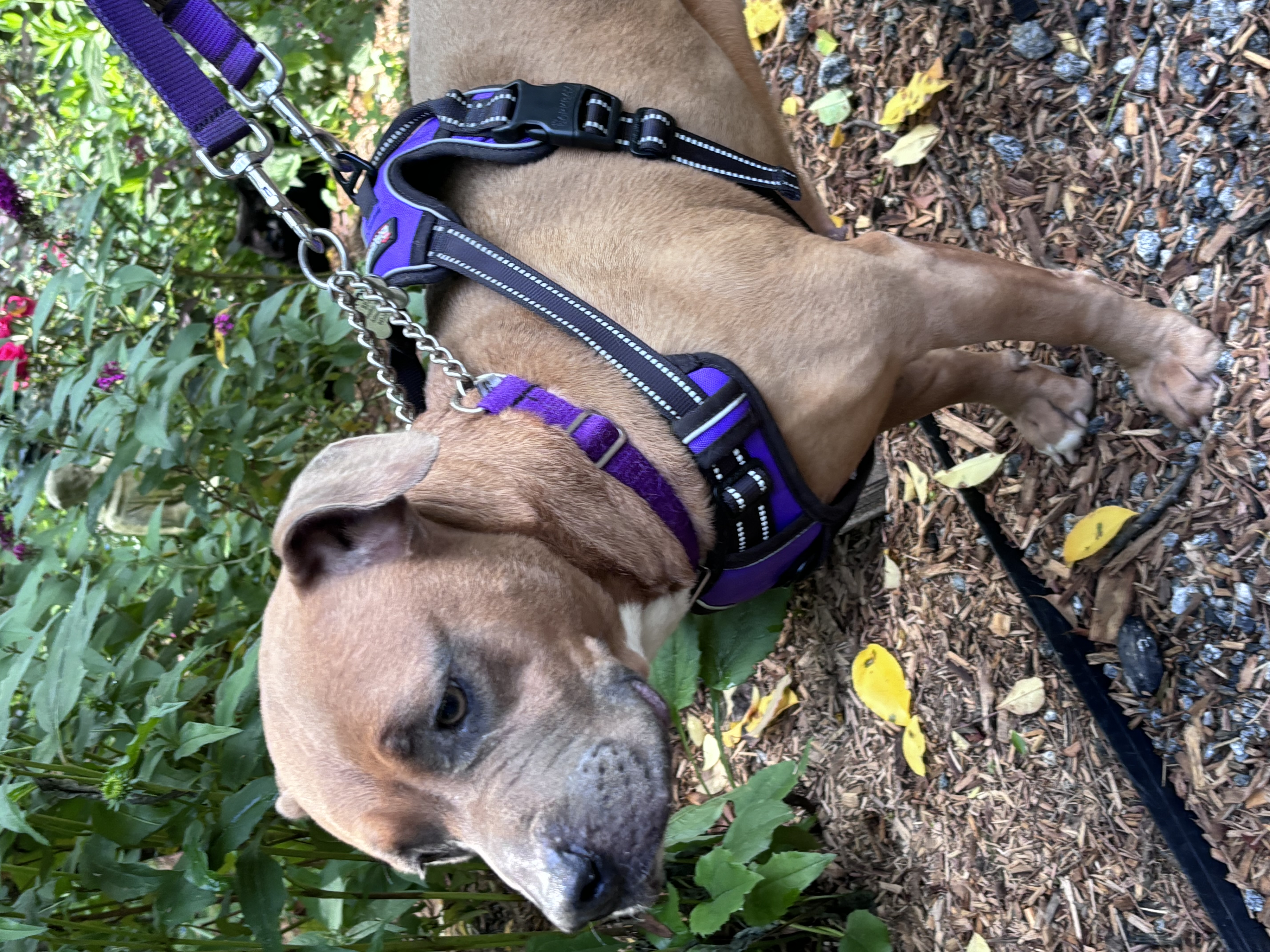 Rumor, a Adoptable mixed breed image 2/10