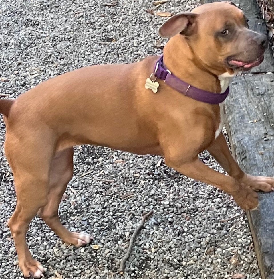 Rumor, a Adoptable mixed breed image 6/10