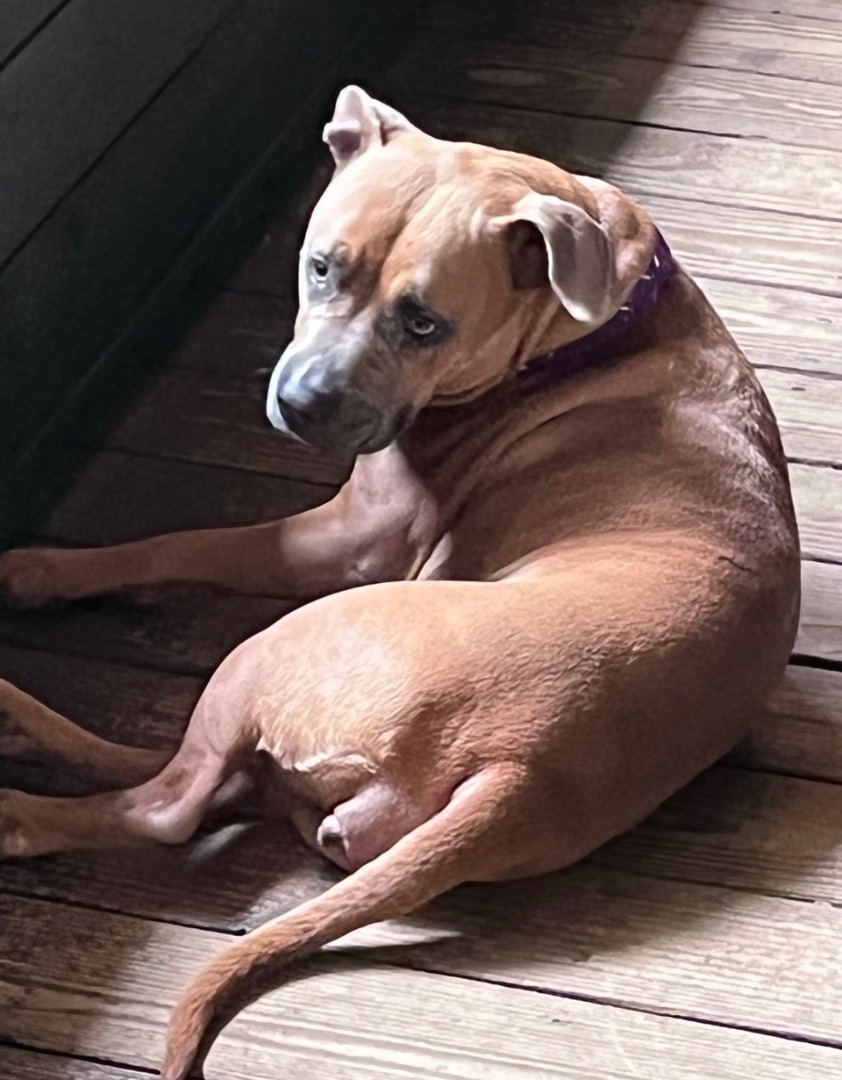 Enlarge Rumor, a Adoptable mixed breed image 8/10