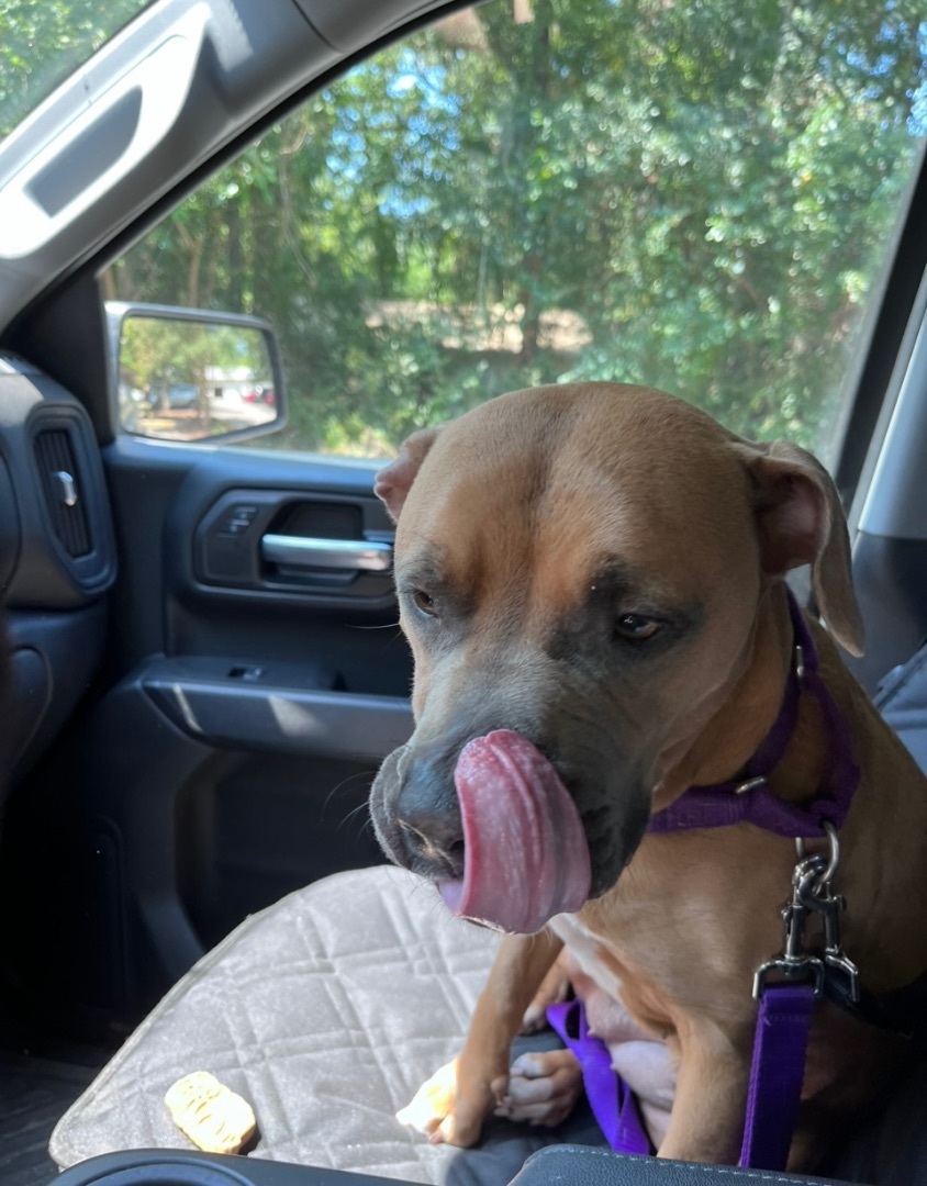 Enlarge Rumor, a Adoptable mixed breed image 10/10