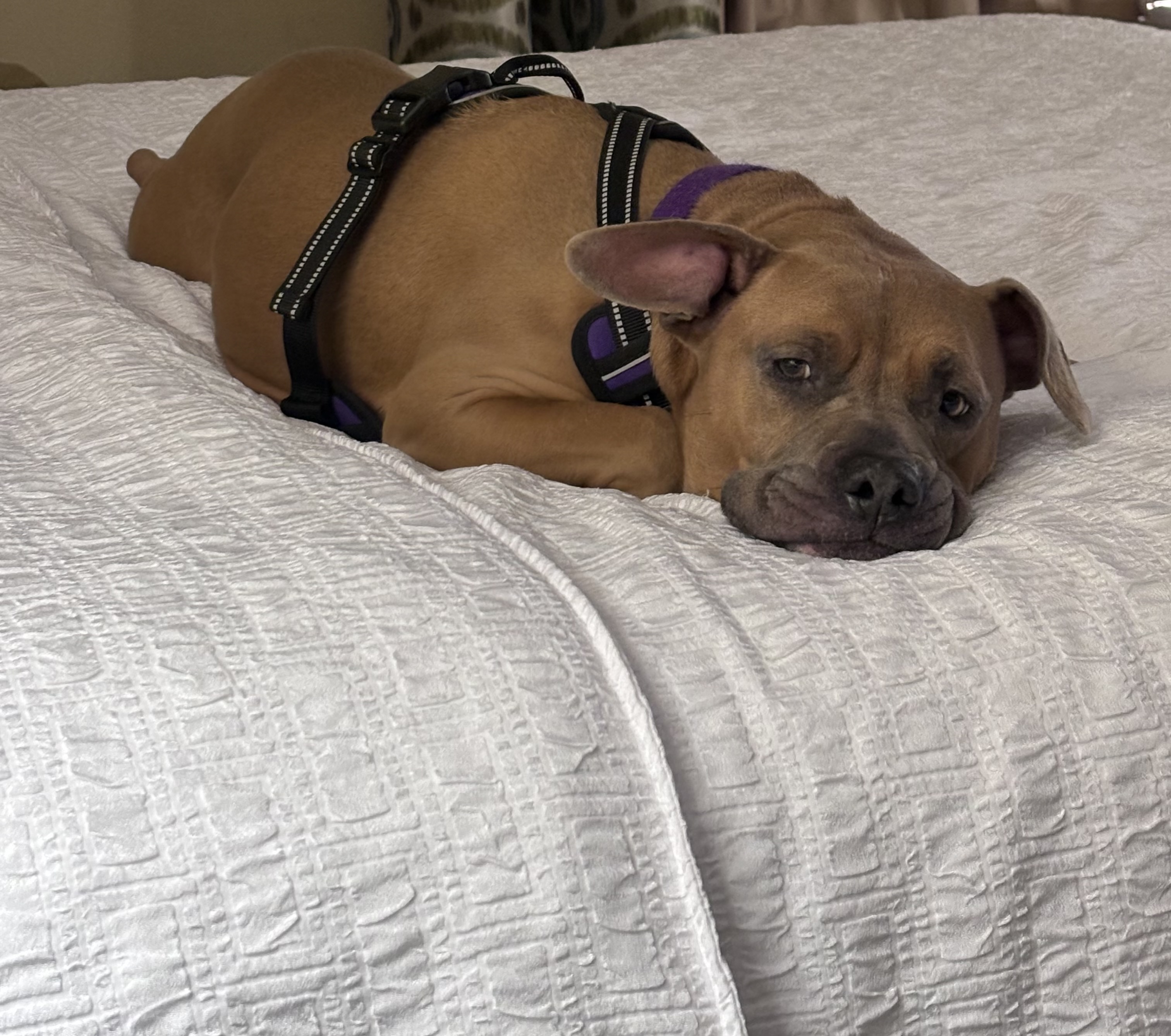 Rumor, a Adoptable mixed breed image 5/10