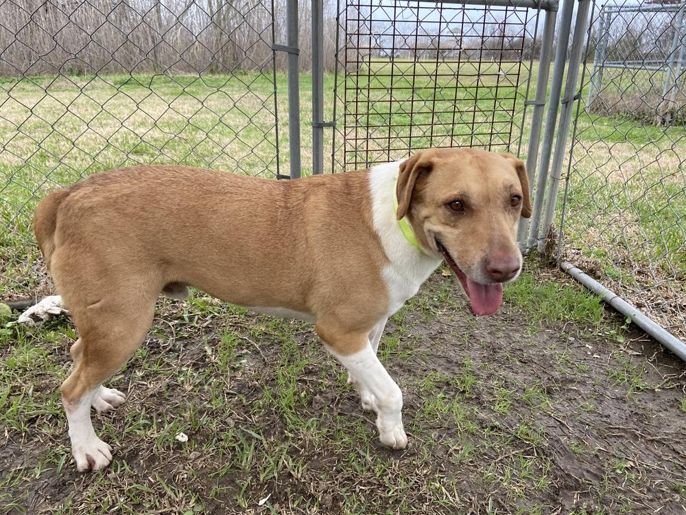 Enlarge Clooney, a Adoptable mixed breed in San Leon, TX image 2/6