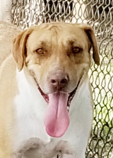 Enlarge Clooney, a Adoptable mixed breed in San Leon, TX image 3/6