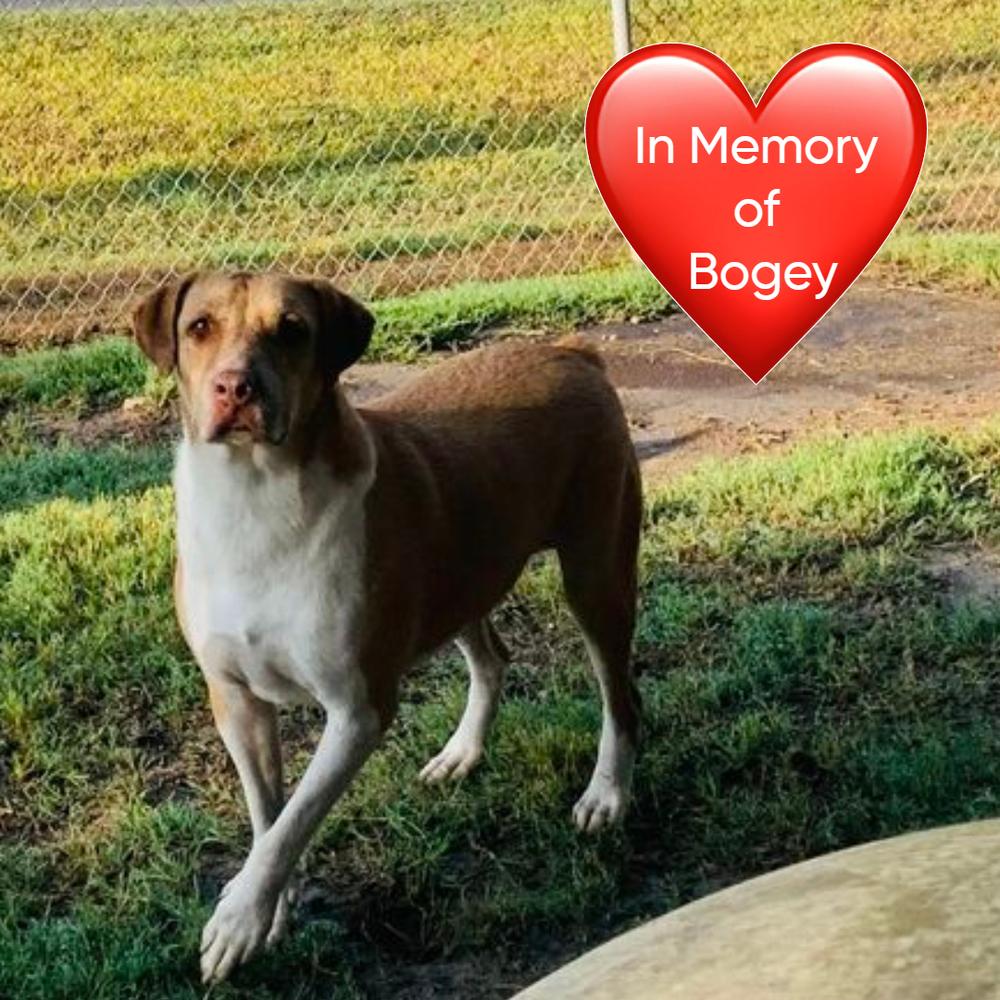 Enlarge Clooney, a Adoptable mixed breed in San Leon, TX image 5/6