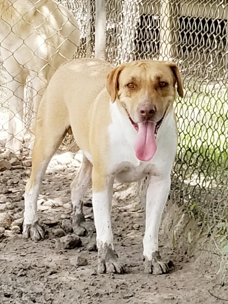 Enlarge Clooney, a Adoptable mixed breed in San Leon, TX image 6/6