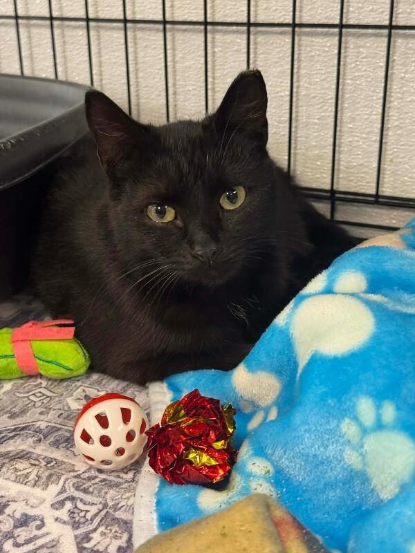 Enlarge Sade, a Adoptable Domestic Short Hair in Belton, MO image 1/6