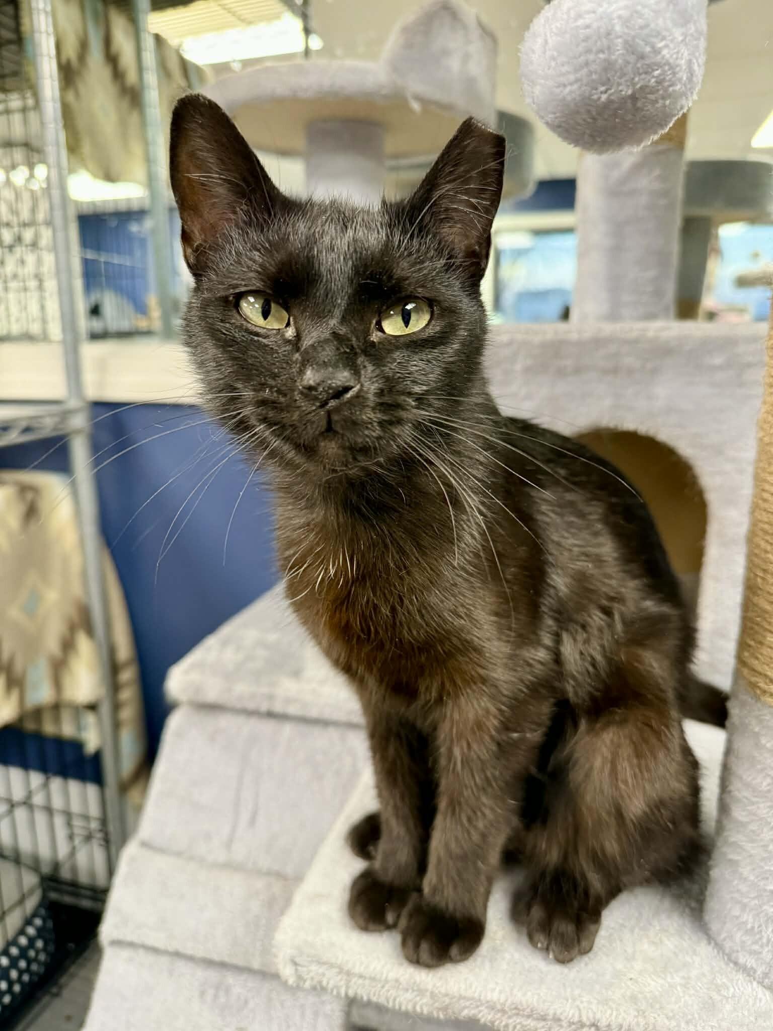 Enlarge Sade, a Adoptable Domestic Short Hair in Belton, MO image 2/6